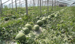 临朐吃瓜最新事件爆料,揭秘背后惊人真相